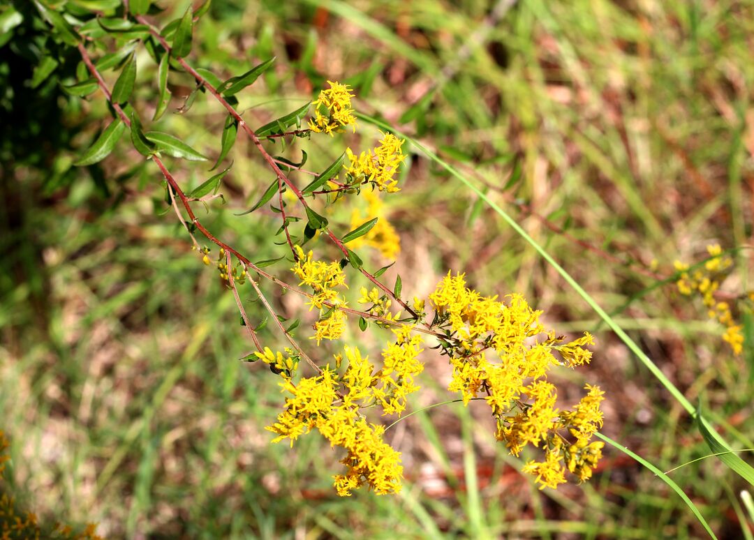 Goldenrod 4