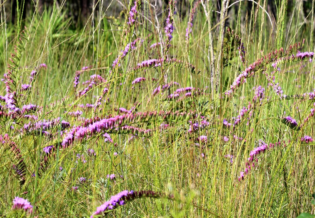 Purple flowers crop