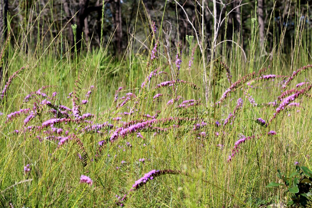 Purple flowers 2