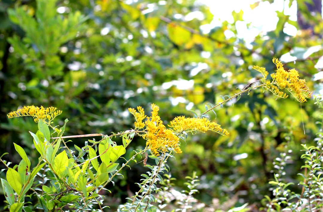 Goldenrod 2