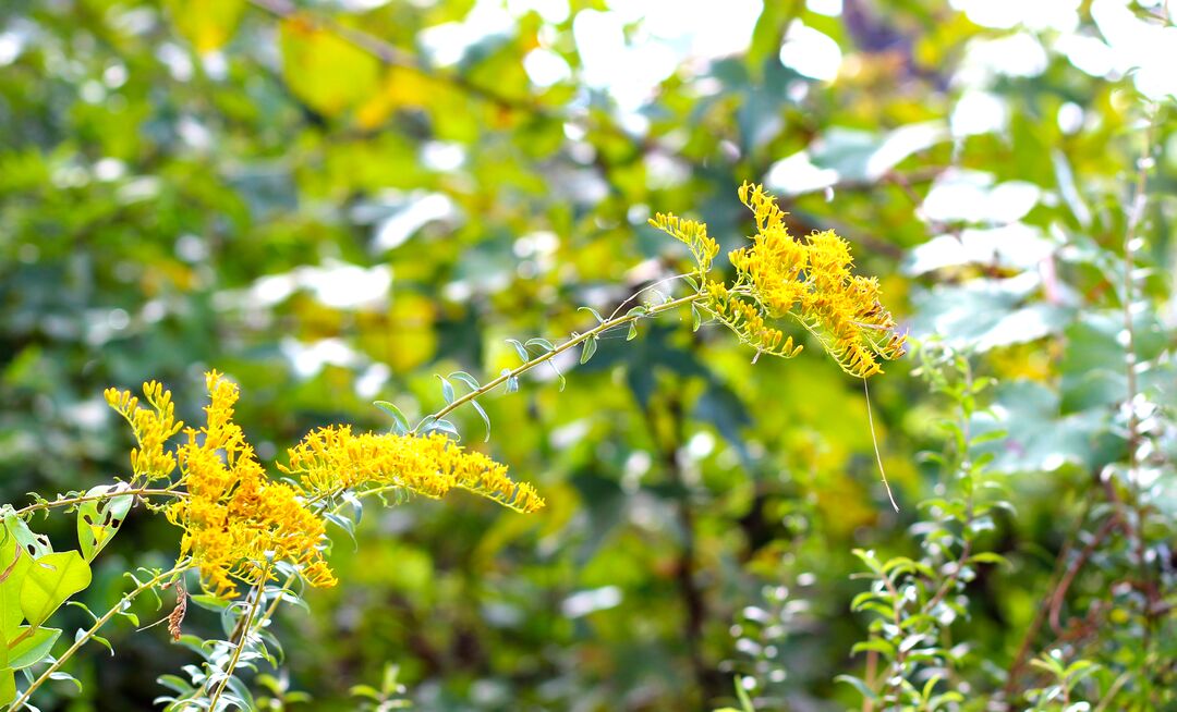 Goldenrod 1