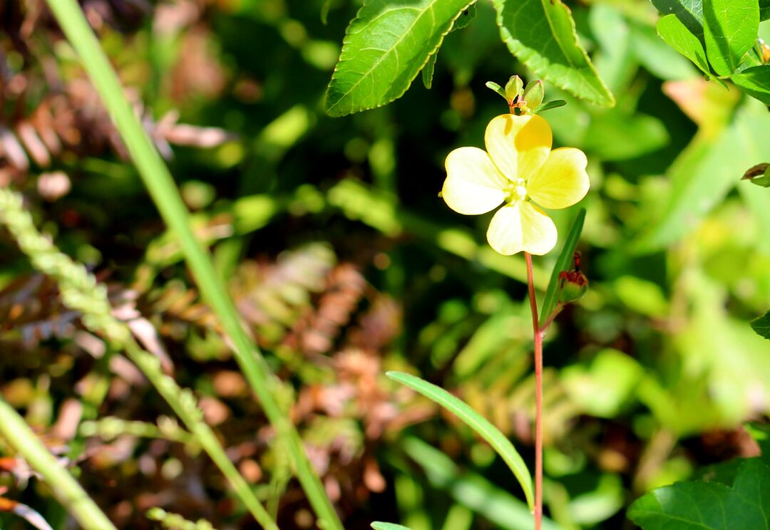 Yellow shamrock flower