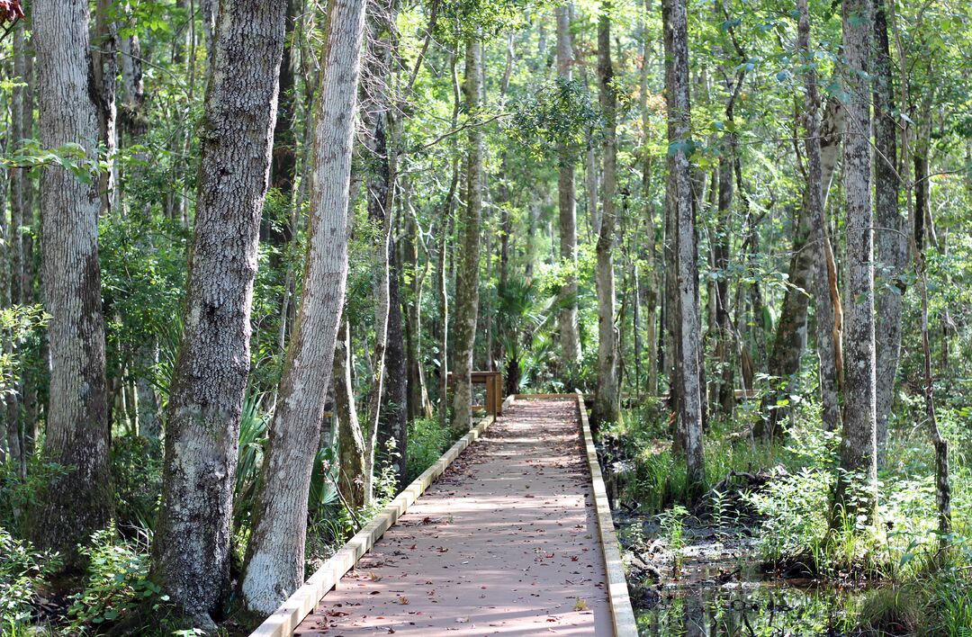 Buford boardwalk 7