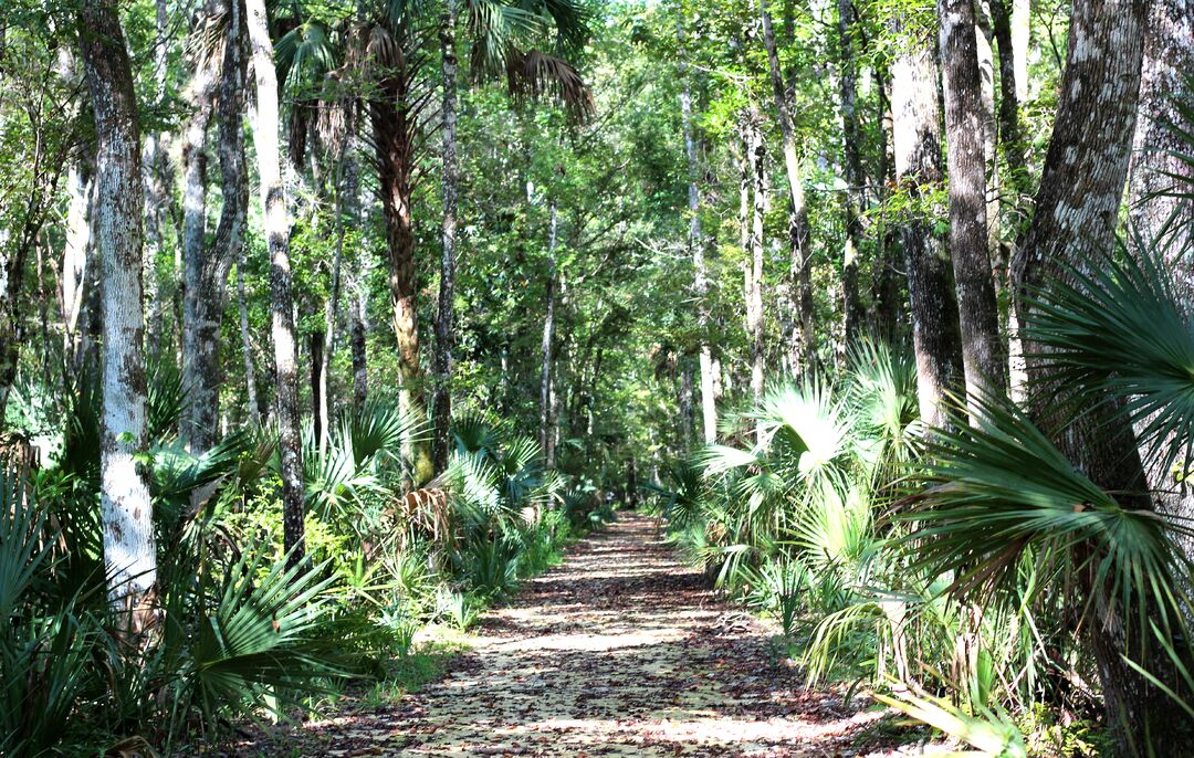 Path to Buford Spring boardwalk