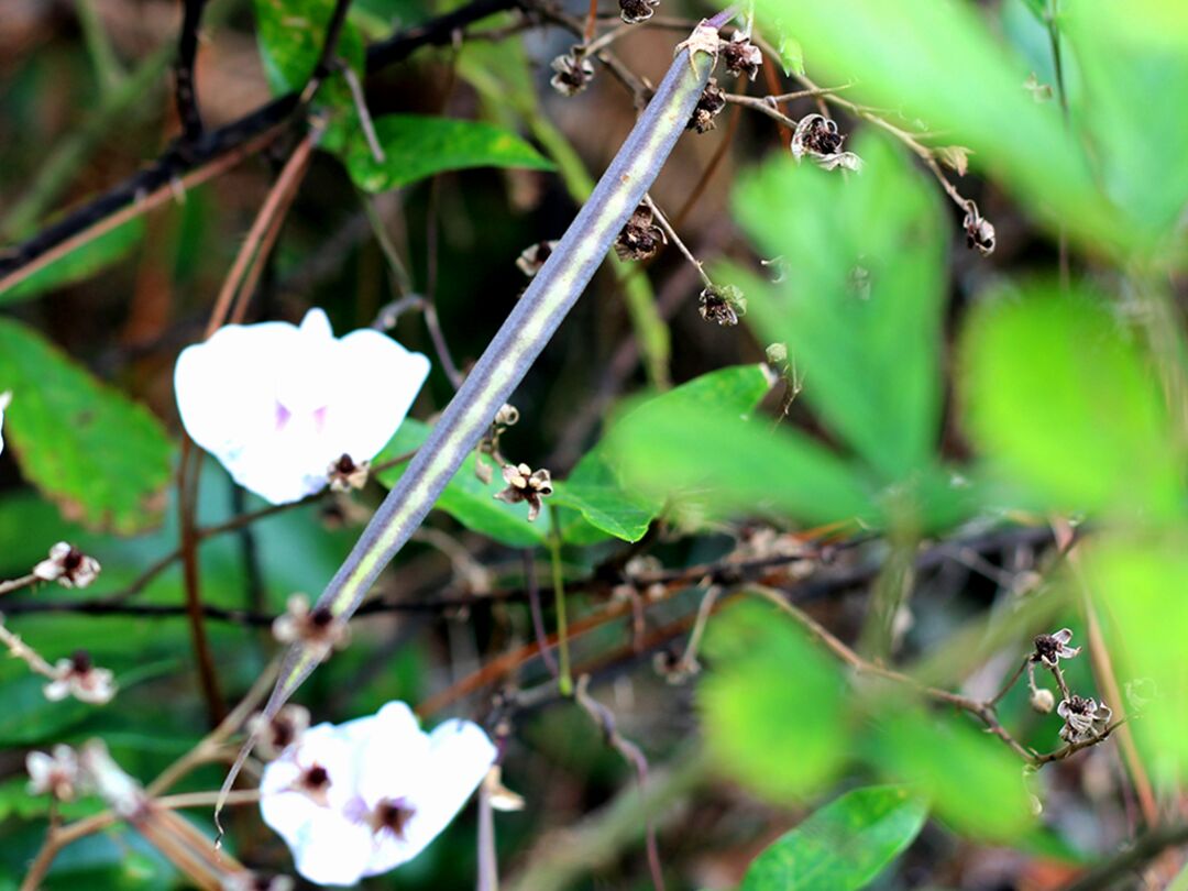 Sweet Pea pod crop