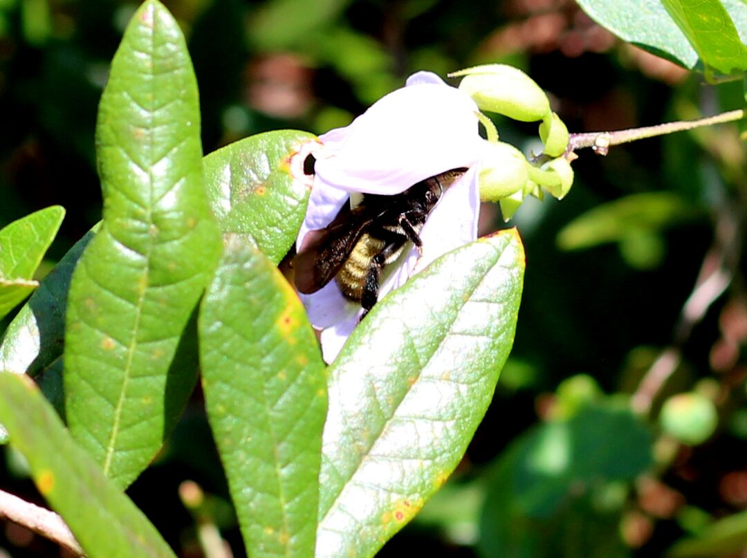 Bee flower