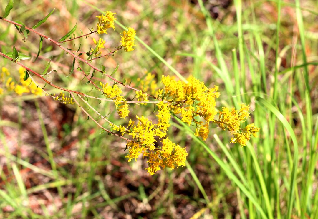 Goldenrod 3