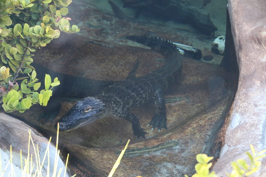 Mote Marine Aquarium