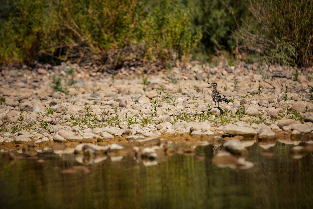 Verde River at Fort McDowell Yavapai Nation