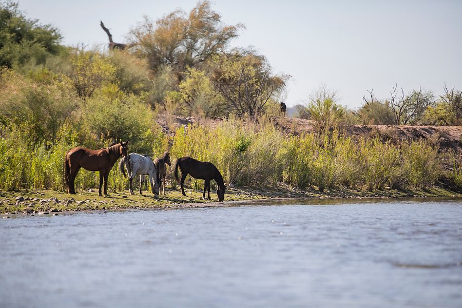 Wild Horses in Verde River at Fort McDowell Yavapai Nation