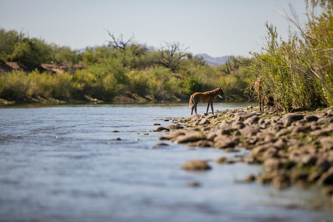 Wild Horses in Verde River at Fort McDowell Yavapai Nation