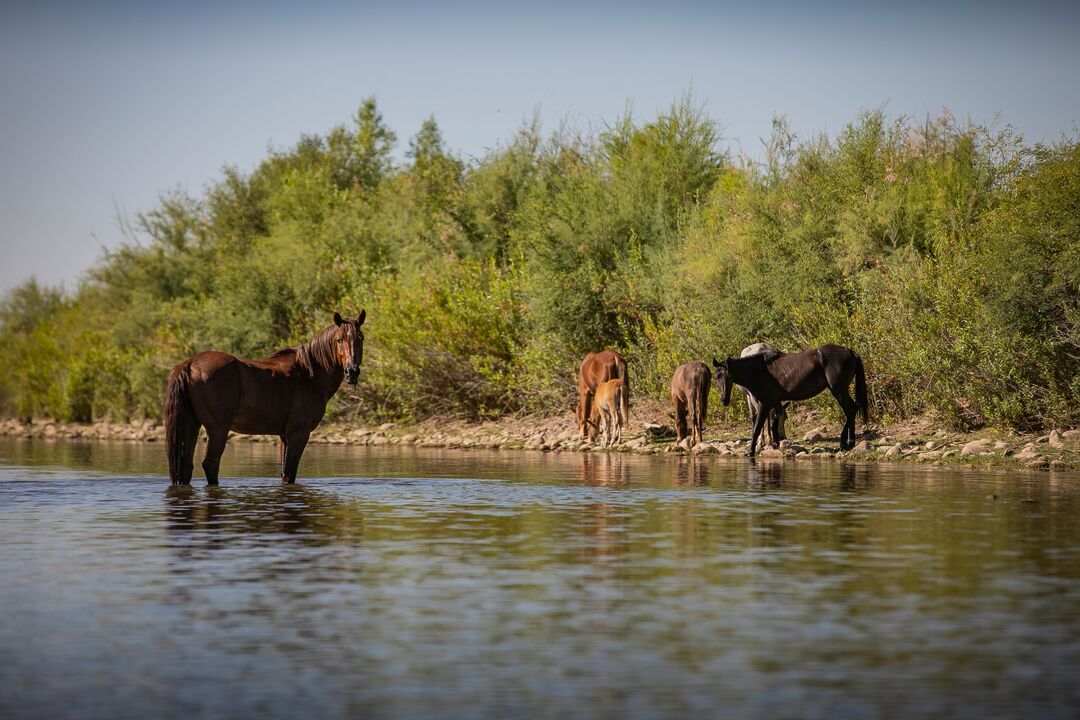 Wild Horses in Verde River at Fort McDowell Yavapai Nation