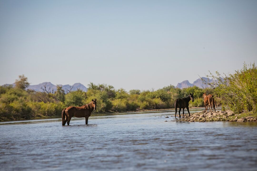 Wild Horses in Verde River at Fort McDowell Yavapai Nation