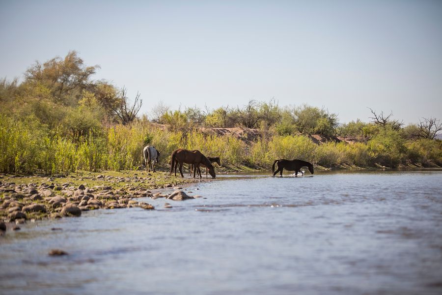 Wild Horses in Verde River at Fort McDowell Yavapai Nation