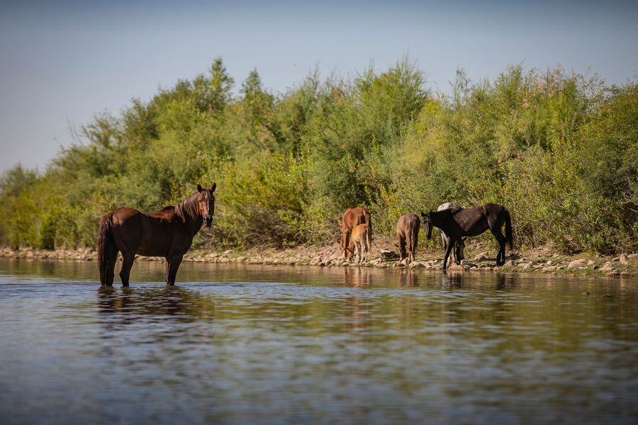 Wild Horses in Verde River at Fort McDowell Yavapai Nation