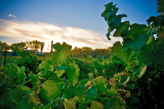 Page Springs Cellars