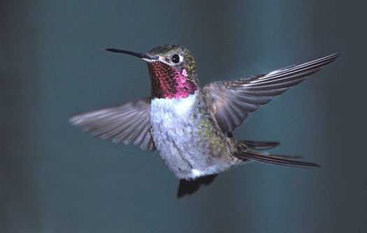 Broad-Tailed Hummingbird