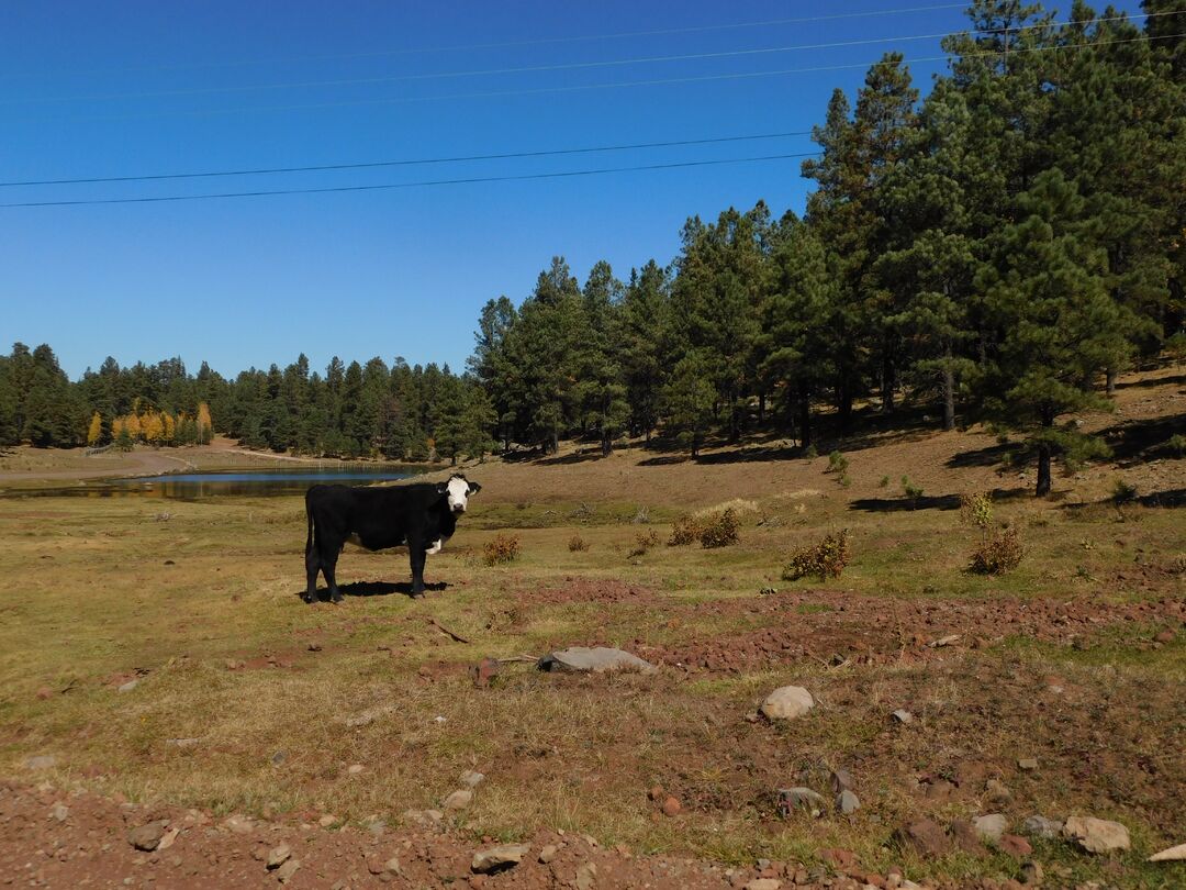 Pinetop-Lakeside Weekendzona