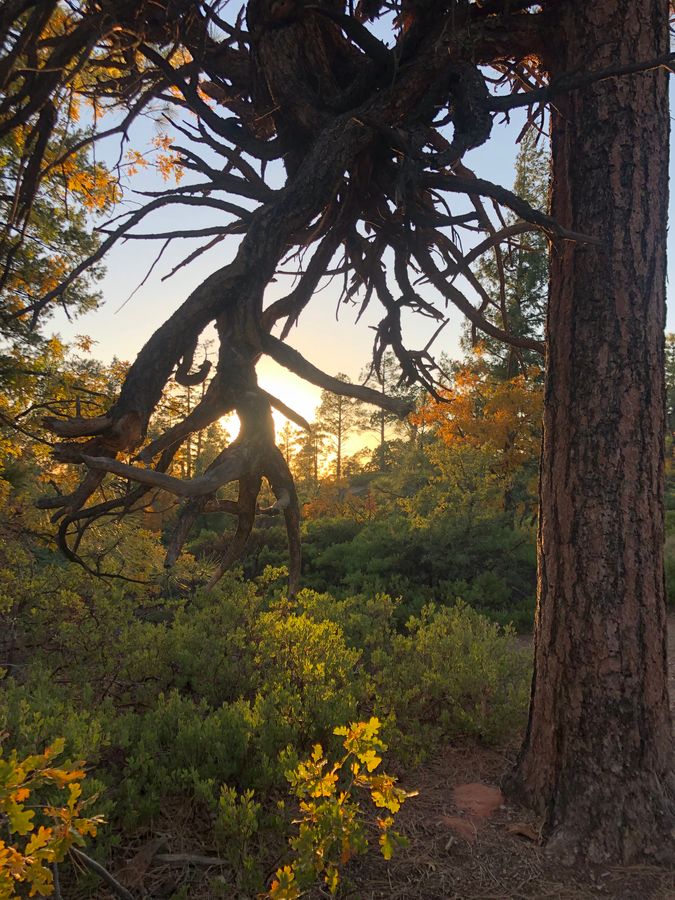 Pinetop-Lakeside Weekendzona_credit Local First AZ Rural Development Council