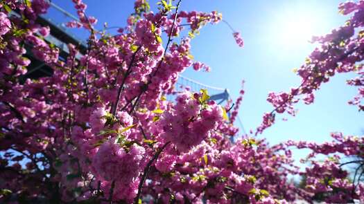 Colombus Blvd cherry blossoms_6