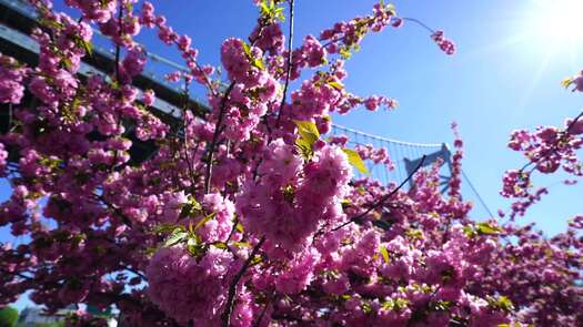 Colombus Blvd cherry blossoms_5