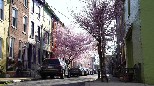 Fairmount cherry blossoms_1