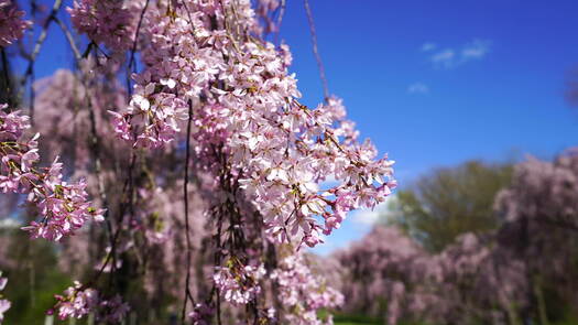 Please Touch Museum Cherry Blossoms_5