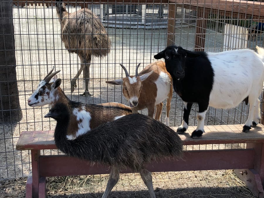 Big Cat Habitat