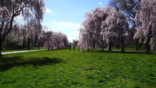 Please Touch Museum Cherry Blossoms_3