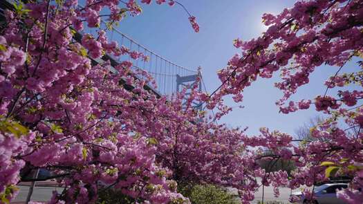 Colombus Blvd cherry blossoms_3