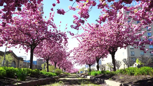 Colombus Blvd cherry blossoms_7