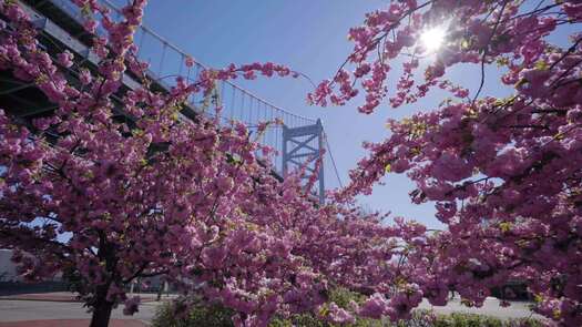 Colombus Blvd cherry blossoms_4