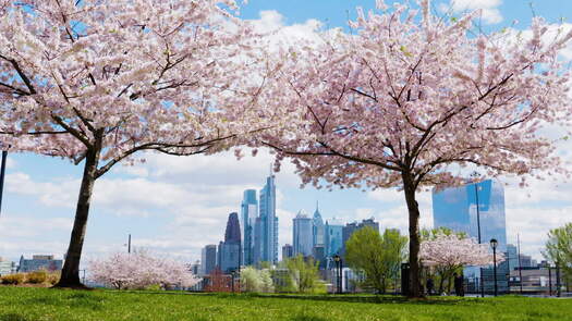 Drexel Park cherry blossoms_1