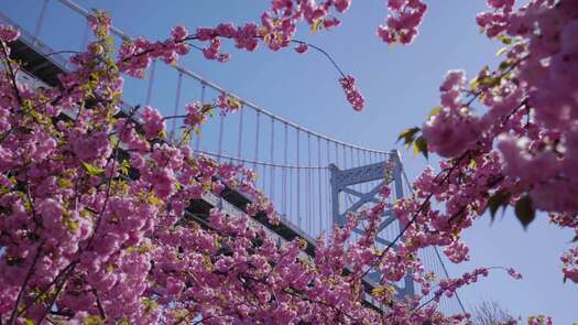 Colombus Blvd cherry blossoms_1