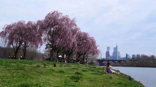 Kelly Drive cherry blossoms