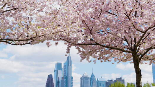 Drexel Park cherry blossoms_3