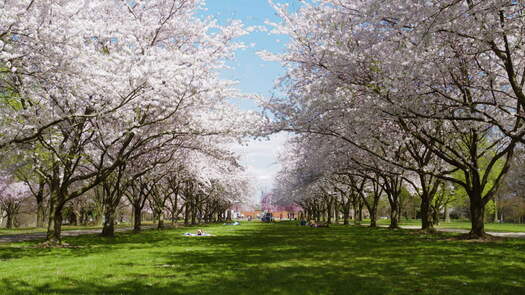 Please Touch Museum Cherry Blossoms_6