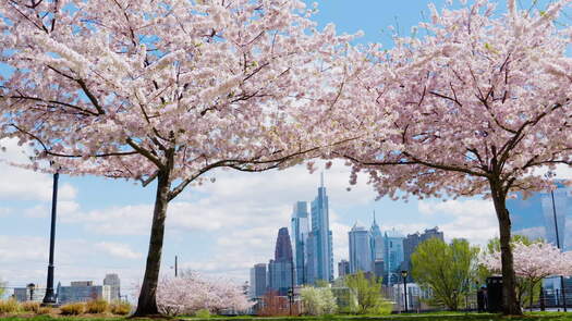 Drexel Park cherry blossoms_2