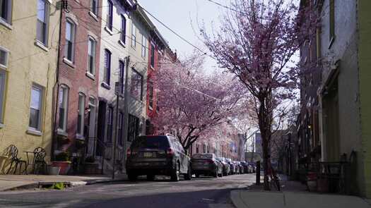 Fairmount cherry blossoms_2