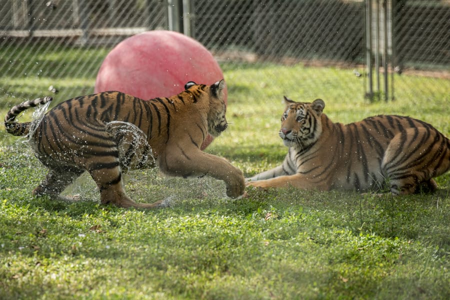 Big Cat Habitat