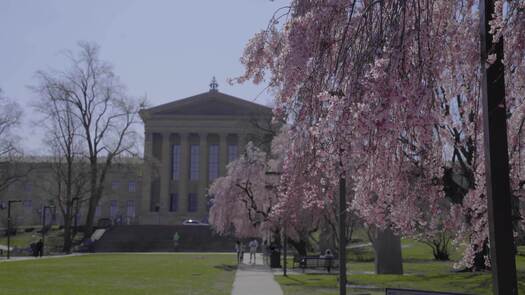 PMA cherry blossoms