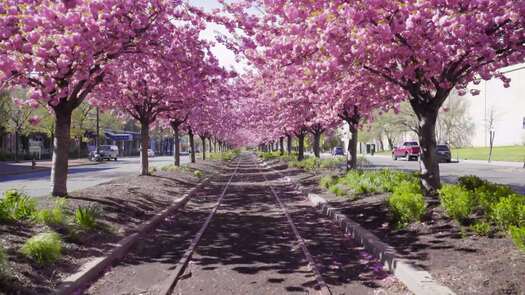 Colombus Blvd cherry blossoms_10