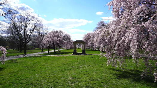 Please Touch Museum Cherry Blossoms_2