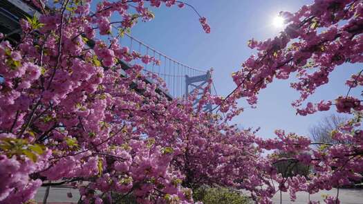 Colombus Blvd cherry blossoms_2