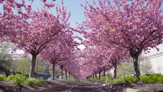 Colombus Blvd cherry blossoms_12