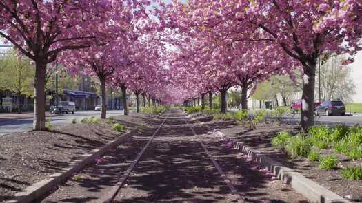 Colombus Blvd cherry blossoms_11