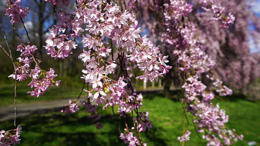 Please Touch Museum Cherry Blossoms_4