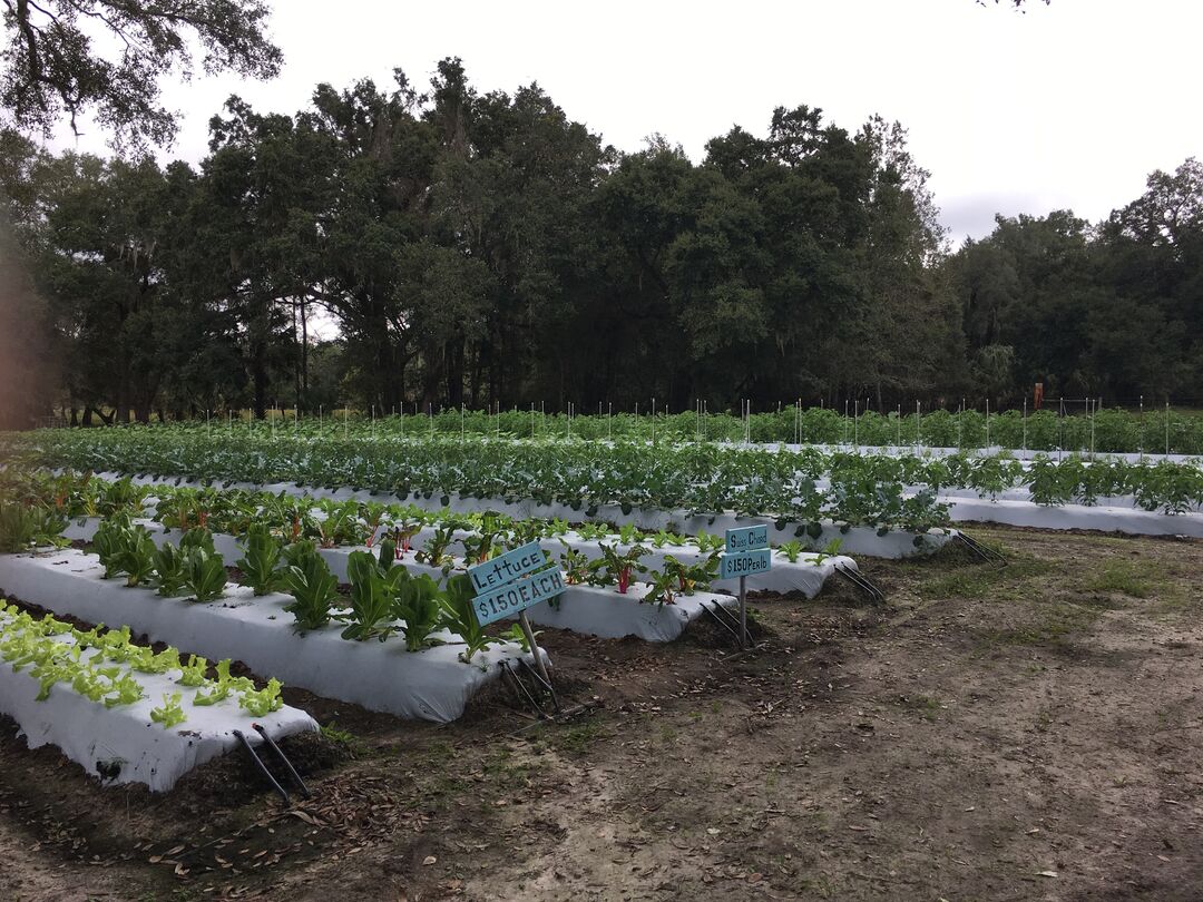 JG Ranch Fields