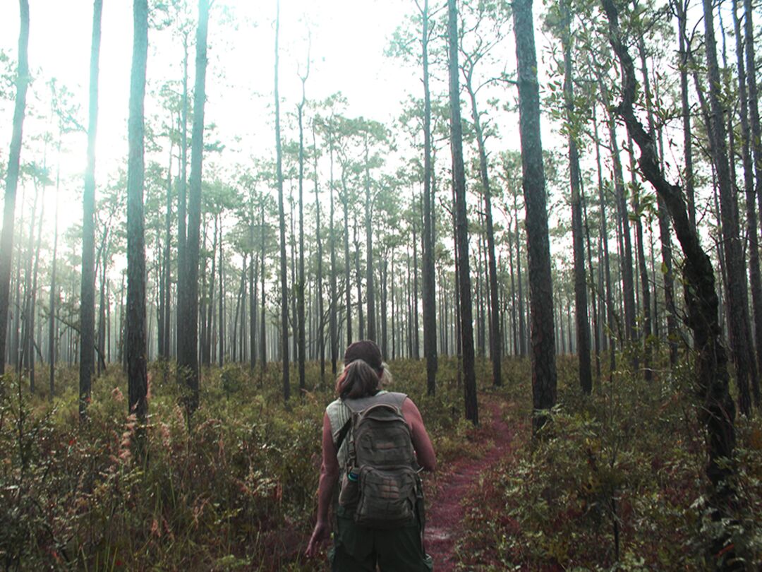 Hiker on Withlacoochee State Forest