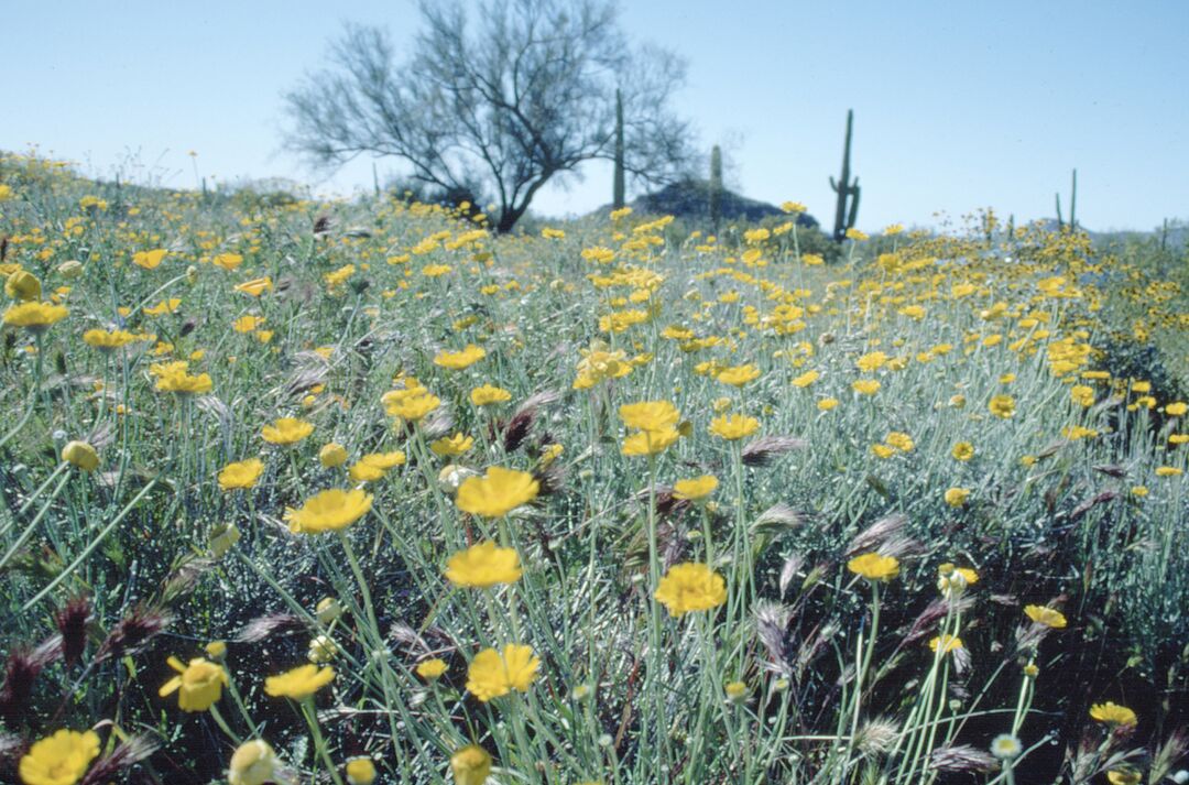 Picacho Peak Spring Flowers